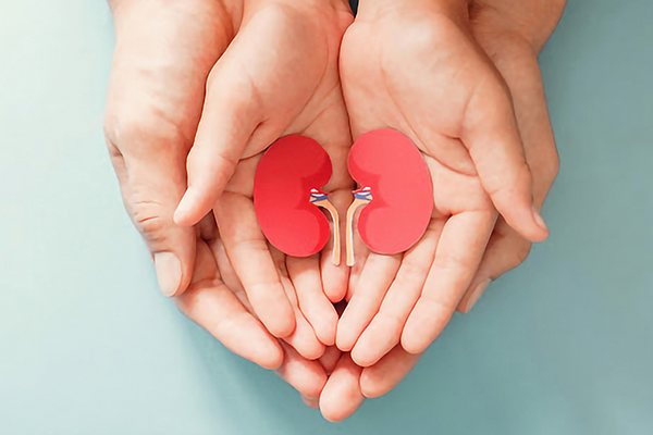 Parent holding child hands with kidneys