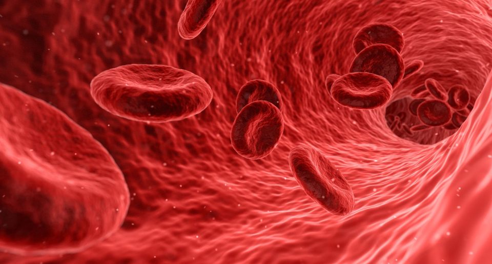 blood cells